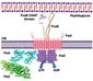 Biosynthesis of the bacterial cell wall peptidoglycan