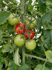 optimizing tomato crops
